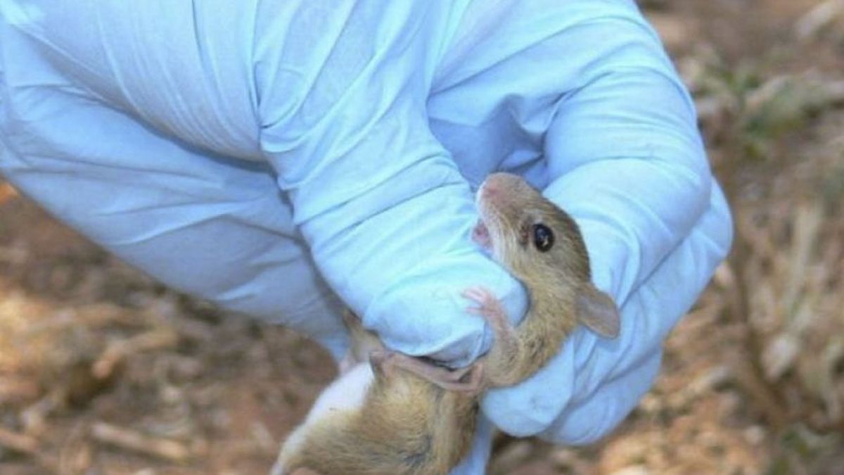 Falleció una mujer de 64 años y son seis las muertes por hantavirus