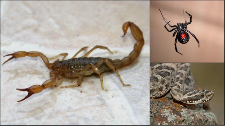 ¿Cómo prevenir picaduras de arañas, alacranes y serpientes? | SALUD