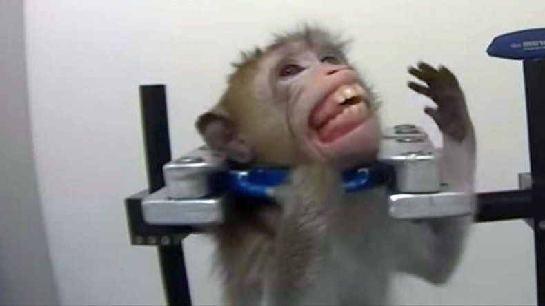 Such are the cruel experiences of a laboratory with monkeys, cats and dogs