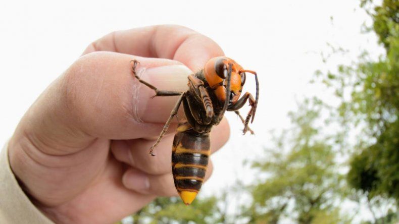Un Youtuber Se Dejo Picar Por Un Avispon Asesino Gigante Y Grabo Su Reaccion Radiofonica Com