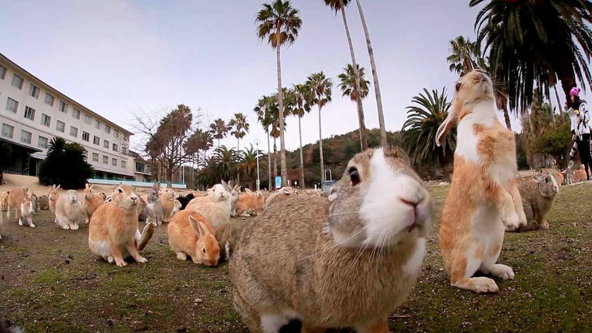 Okunoshima: la isla de los conejos