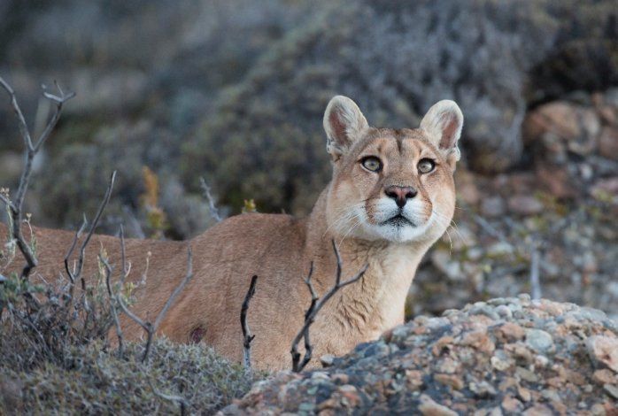 Estudian el comportamiento de animales salvajes de Santa Cruz