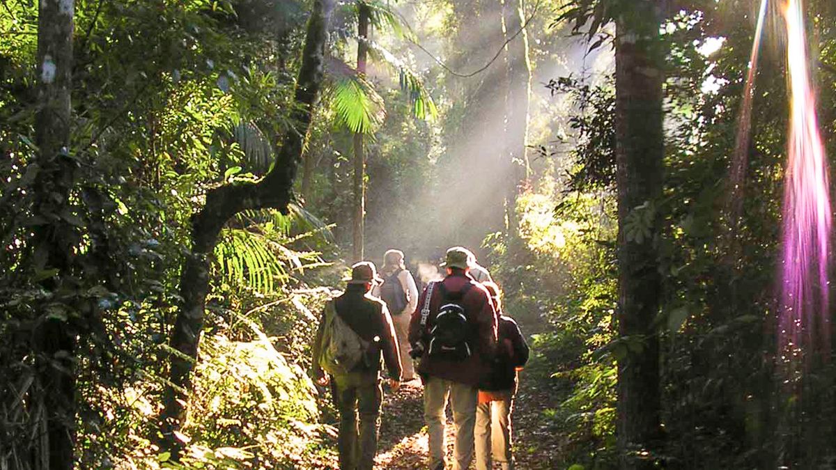 La Selva Misionera Finalista De Las 7 Maravillas Naturales 6246
