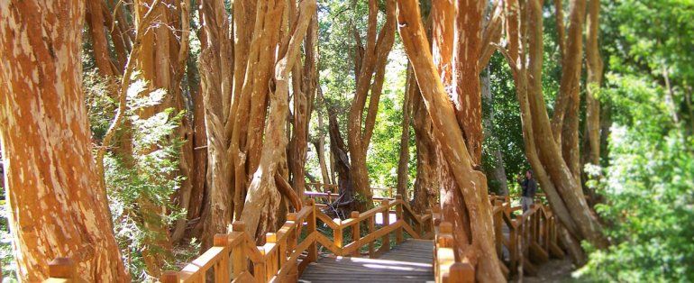 El mágico bosque de arrayanes se perfila como una de las 7 Maravillas ...