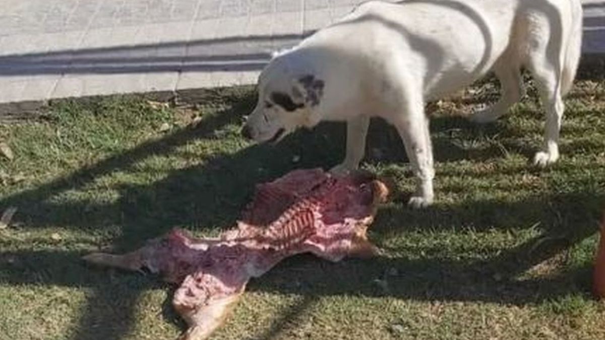 lechón de perro