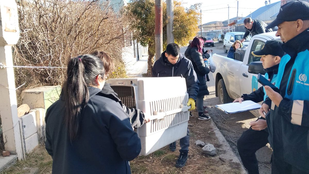 Rescatan tres perros en allanamiento por maltrato en Diadema Argentina