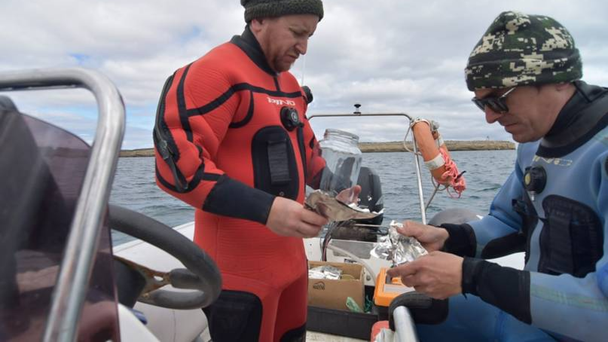 Buscan toxinas para esclarecer la muerte de ballenas en Madryn y Puerto Pirámides
