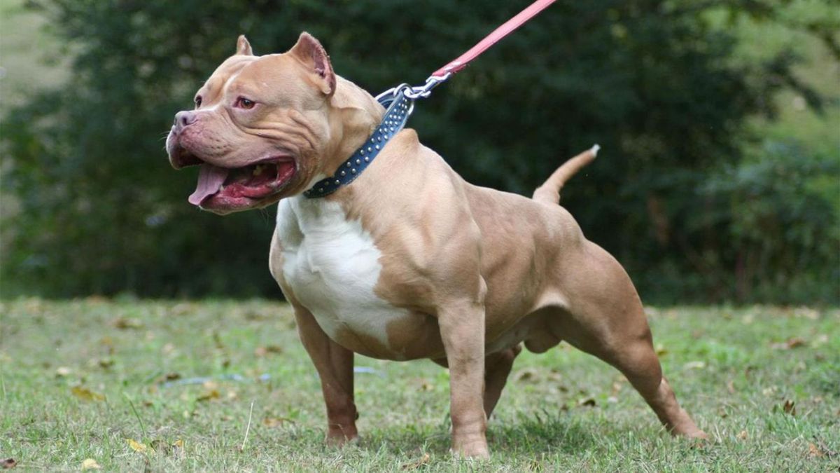 Un niño de tres años murió tras ataque de un perro pitbull en Córdoba