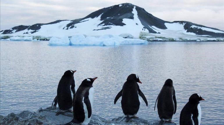 Hallan por primera vez plástico en pingüinos de la Antártida