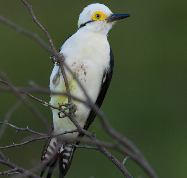 Chaco es el para so de los amantes del avistaje de aves