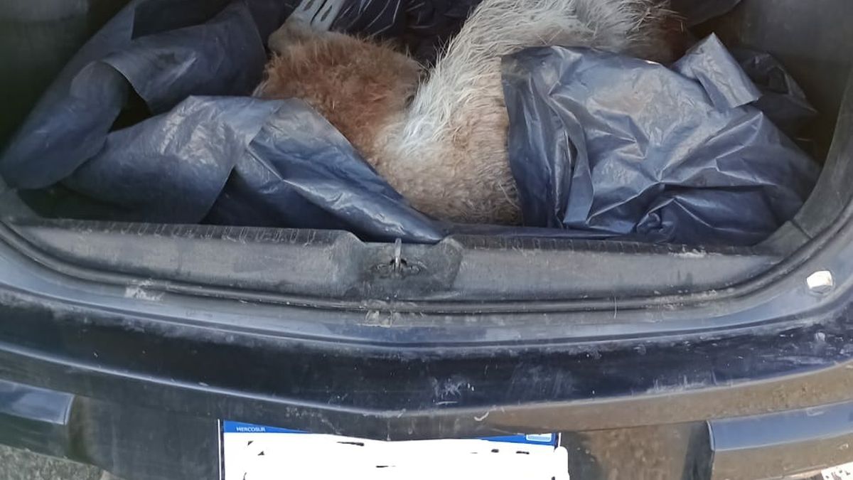 Transportaba un guanaco muerto en el baúl de su vehículo