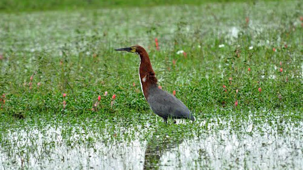 Chaco es el para so de los amantes del avistaje de aves