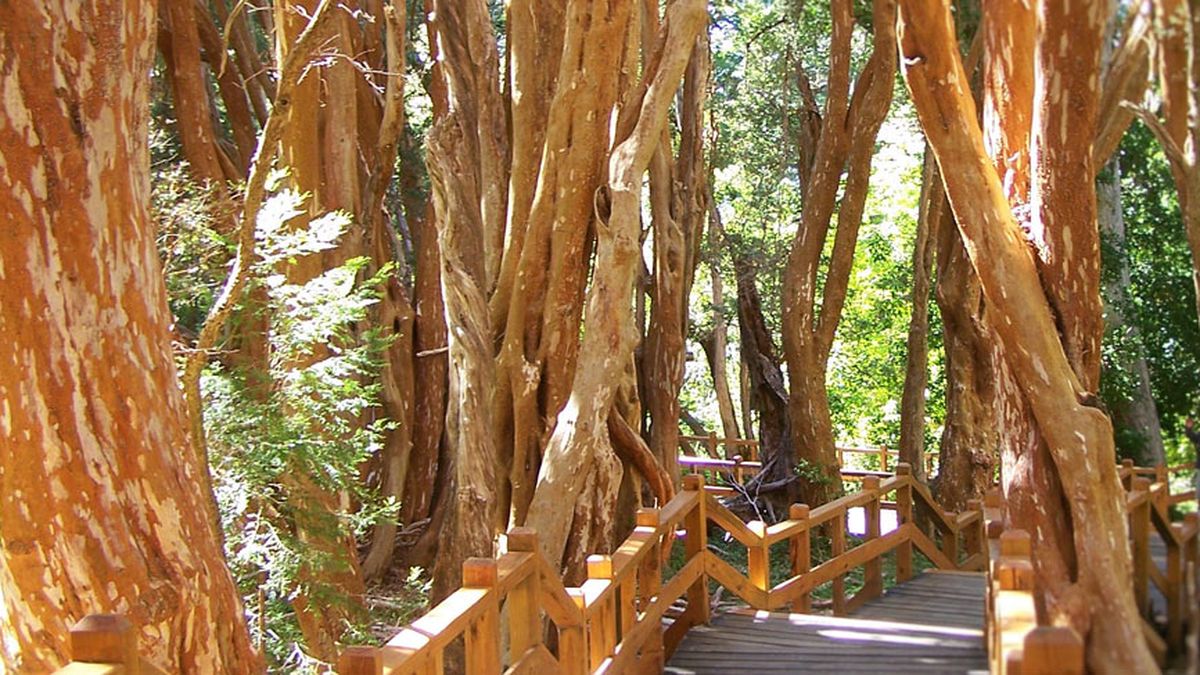 El mágico bosque de arrayanes se perfila como una de las 7 Maravillas