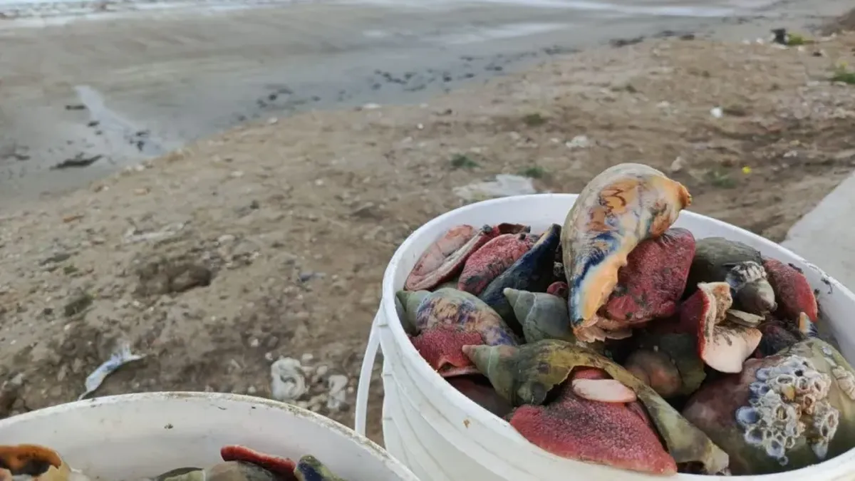 Recoger moluscos tiene riesgos en Caleta Córdova, Km 3 y Rada Tilly