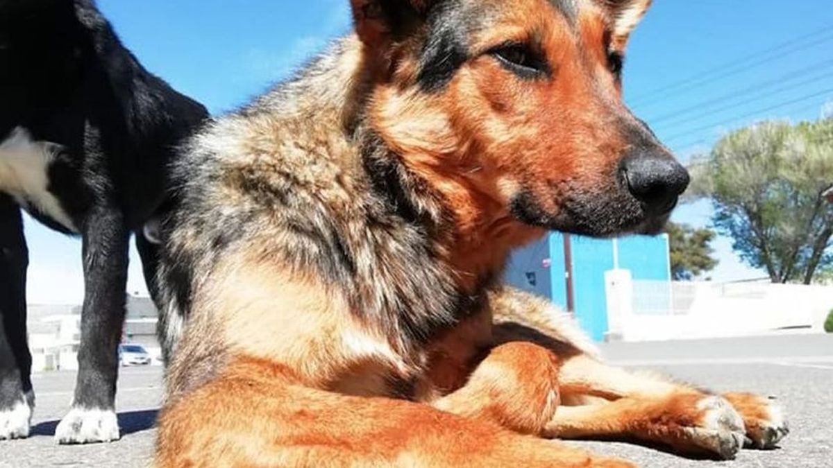 La policía investiga el caso del perro degollado en Rada Tilly