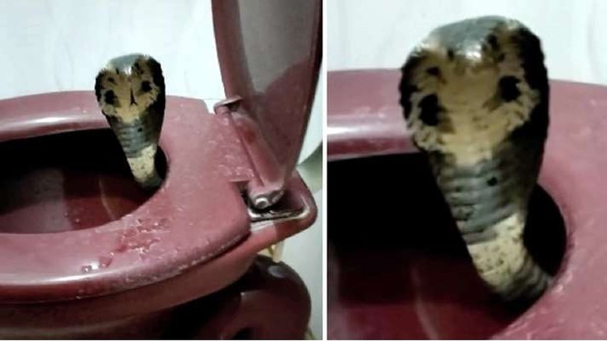 Le picó una cobra en inodoro: le amputaron pene y testículos