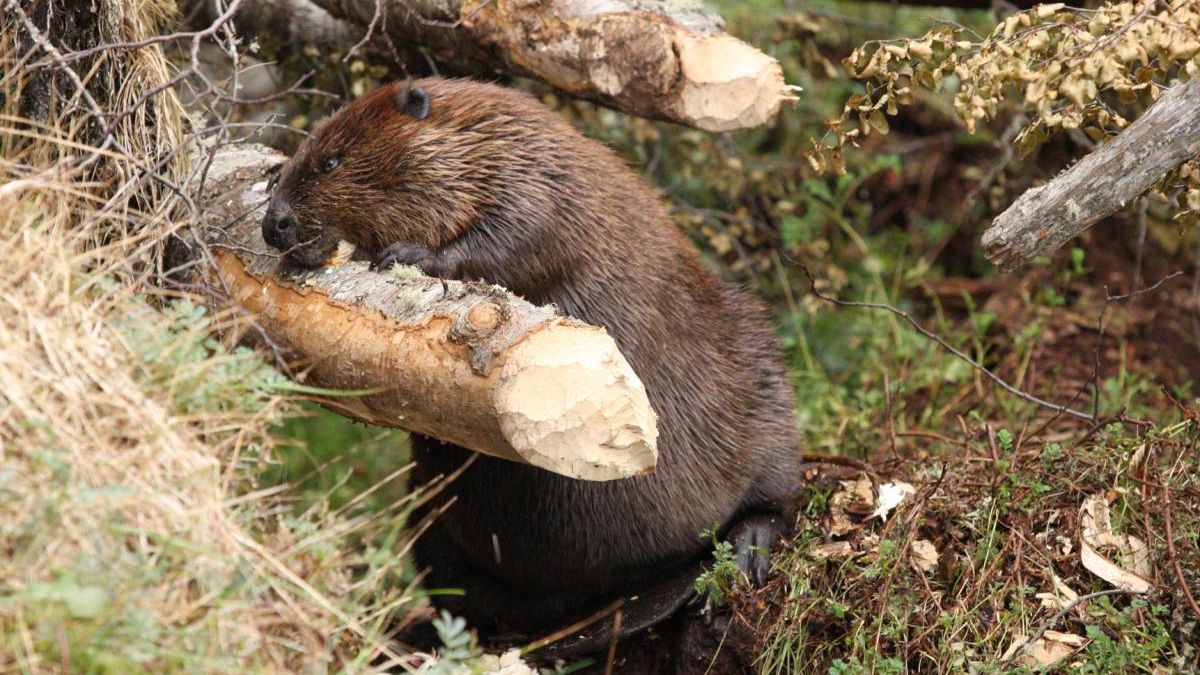 Eliminarán 100.000 castores en Tierra del Fuego para salvar los bosques