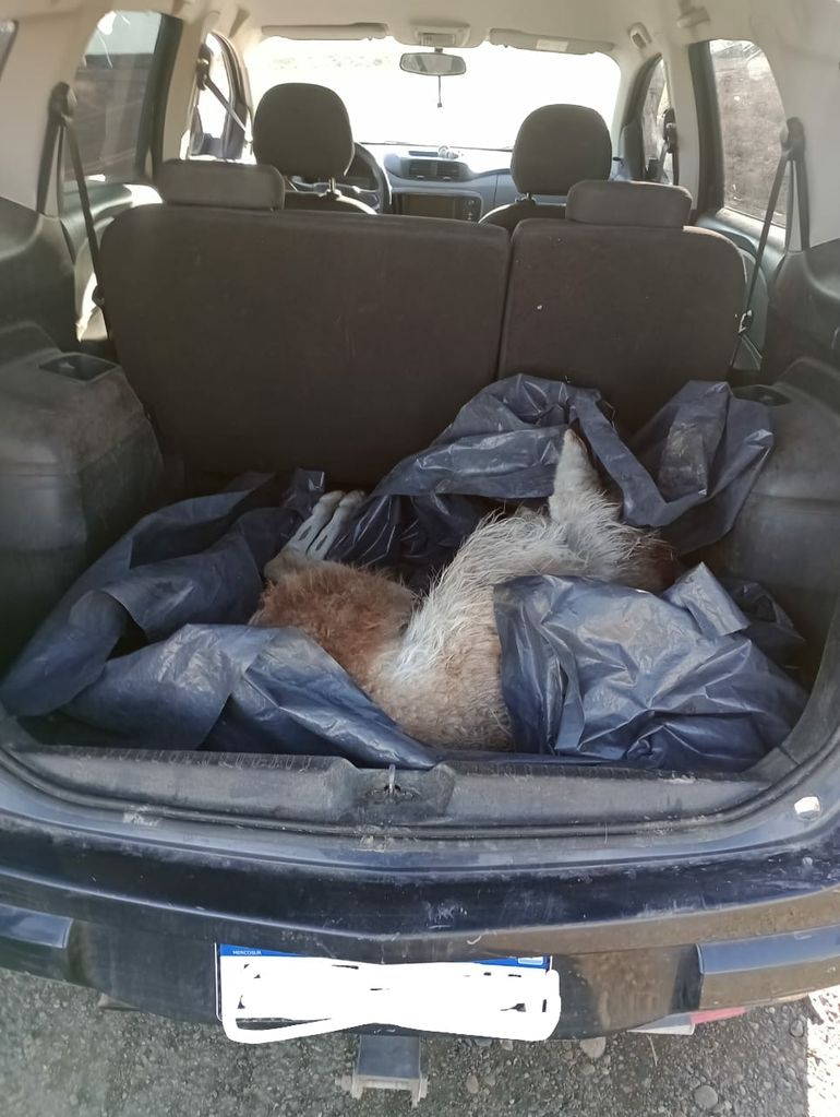 Transportaba un guanaco muerto en el baúl de su vehículo