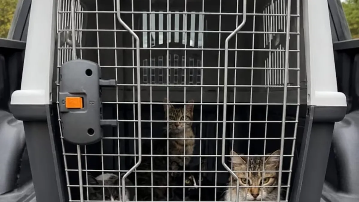 La Justicia de Chubut reconoce derechos a 23 gatos rescatados