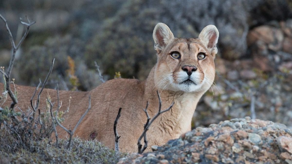 Estudian el comportamiento de animales salvajes de Santa Cruz