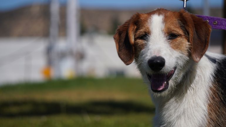 Jornada de vacunación contra la rabia