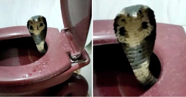 He was bitten by a cobra in the toilet: his penis and testicles were amputated