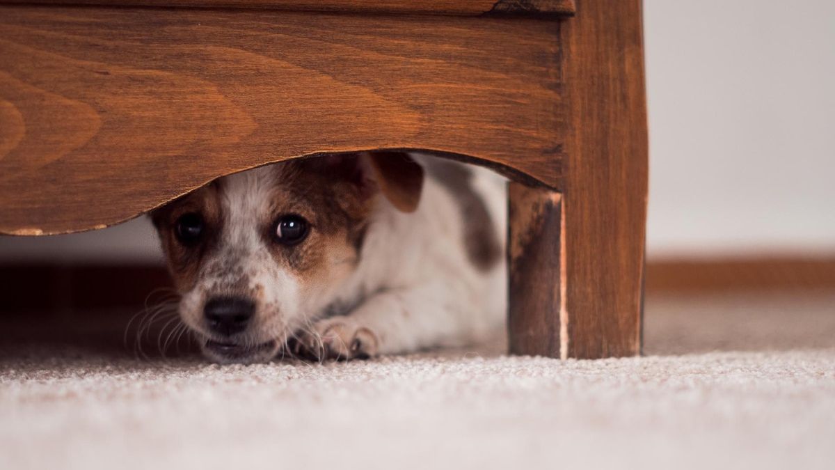 pueden los gatos atravesar las puertas de los perros